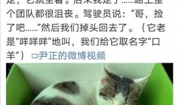 尹正微博最新爆料,揭秘娱乐圈不为人知的一面