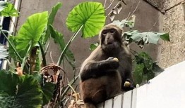 猴子的最新爆料,最新爆料揭示娱乐圈惊人内幕